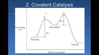 Catalysis PartIIntroduction and RNase A Mechanism [upl. by Anipsed]