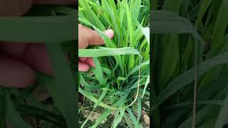 Humic acid benefits in paddy farming [upl. by Reginald]