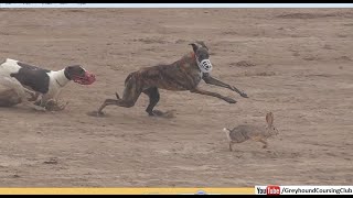 brown hare coursing with dog [upl. by Noyad125]