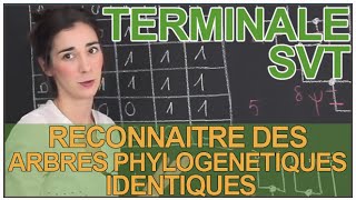 Reconnaître des arbres phylogénétiques identiques  SVT  Terminale  Les Bons Profs [upl. by Ellenig704]