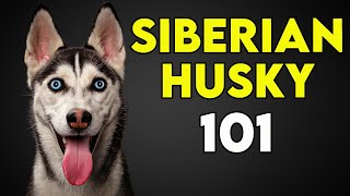 Siberian Husky Dogs 101  Must Watch Before You Get One [upl. by Nilad]