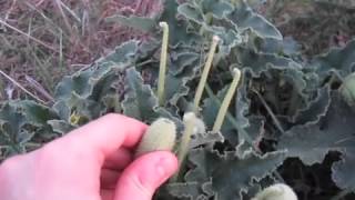 Ecballium elaterium Exploding Cucumber [upl. by Amy295]