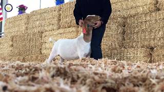 Livestock Auction at the Riverside County Fair amp National Date Festival [upl. by Clio]