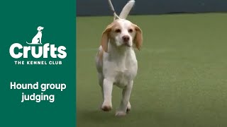 Hound Group Judging  Crufts 2022 [upl. by Neleh]