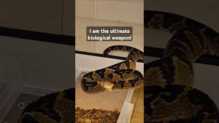 Meet the Master shorts pitvipers rattlesnakes snakes venomoussnake [upl. by Canon]