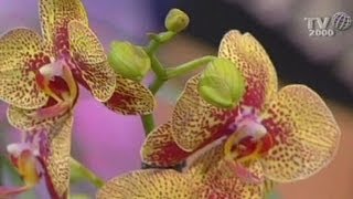 Come prendersi cura delle orchidee I consigli preziosi di unesperta vivaista [upl. by Watters301]