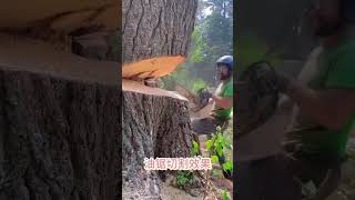 Chain saw cutting effectchainsaws hardware tools viralvideo foryou [upl. by Einahpetse]