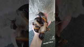 Lissachatina Fulica een hand vol 💕 [upl. by Thesda]