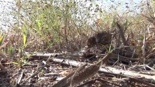 Filial cannibalism by female Chestnutbacked Sparrowlark Eremopterix leucotis [upl. by Trudi]