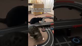 Cats vs Scalextric Car 😱 [upl. by Atthia]