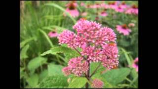 Eupatorium purpureum  Joe Pye Weed [upl. by Cavit]