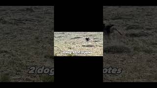 casper vs 11 coyotes [upl. by Demetris]