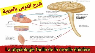 La physiologie de la moelle epiniere درس فيسيولوجية النخاع الشوكي [upl. by Nauqan388]