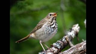 Hermit Thrush Morning Song [upl. by Eednam]