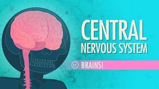 Central Nervous System Crash Course Anatomy amp Physiology 11 [upl. by Eddy238]