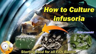 How to Culture Infusoria  Faster and Easy  LIVE AQUARIUM [upl. by Amzu]