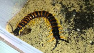 Scolopendra cf morsitans feeding [upl. by Donough]