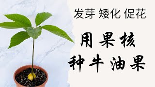 用果核种牛油果｜酪梨｜鳄梨｜水培vs土培｜如何种牛油果｜从种子开始种牛油果｜牛油果种植 [upl. by Naugal]