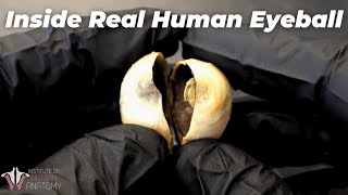 The Coolest Eyeball Video Youll Ever See [upl. by Raimondo743]