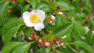 Stewartia Serrata  Sawtooth Stewartia  June Flowering Small Tree [upl. by Eugenia]