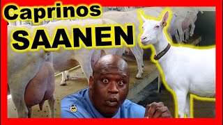 LA RAZA SAANEN LA CAPRINA DE MAYOR PRODUCCIÓN DE LECHE 🐐✨ [upl. by Azitram157]