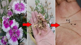 How to collect Dianthus Seeds [upl. by Sandro]