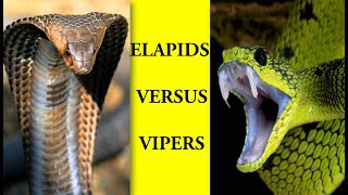 2 elapids and vipers [upl. by Delmor]