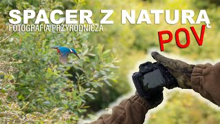 SPACER Z NATURĄ  POV  Fotografia Przyrodnicza  Zimorodek  Króliki  OM System OM1 [upl. by Noinatrad114]