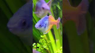 Bosemani and Goyder River Rainbowfish Sparring aquarium rainbowfish reggae fishtank fish [upl. by Eselrahc341]