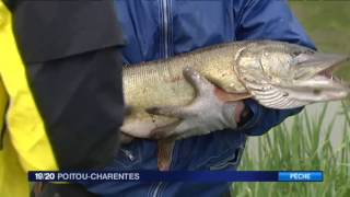 Ouverture de la pêche au Brochet en Charente Maritime [upl. by Truitt]