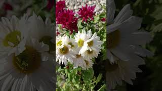 Gerbers Chrysanthemen Blumen Blüten [upl. by Spratt968]