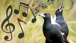 Australian Magpies NonStop Singing Compilation Warbling amp Carolling  Complex Calls [upl. by Yoral]