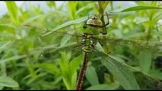 Dragonfly rubbing his nose [upl. by Eoin]