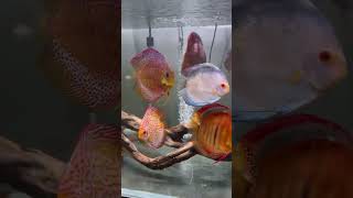 Stunning Discus Fish in a 180 Gallon Aquarium [upl. by Hooper]