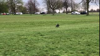 Poodle running in a circle zoomies [upl. by Reivaj255]