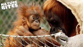 Surprise Orangutan Birth Shocks Zookeepers  The Secret Life of the Zoo  Nature Bites [upl. by Aciretahs553]