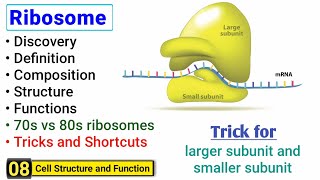 Ribosome structure and function  Complete concept with Tricks  J Biology [upl. by Wailoo]