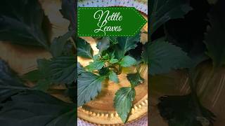 Health Benefits of Stinging Nettle Leaves [upl. by Ahsaet]