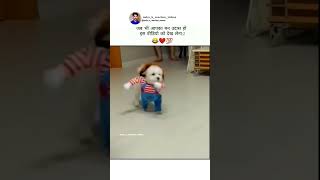 Now Fun time start 😉 dog dogfunny viralshort trendingshort ytshort comedy funny etc [upl. by Dellora]