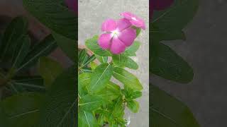 Noyontara🌸🌸 nature flowers garden viralvideo foryou viralshorts [upl. by Ynoyrb20]