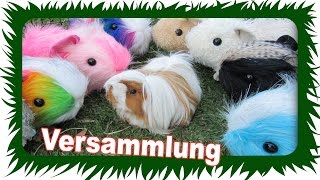 Die Meerschweinchen Versammlung  Die Meeries [upl. by Etem]