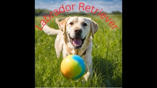 Labrador Retrievers 101  All about one of Americas most popular pets [upl. by Aicenav]