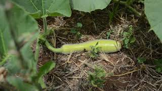 Visite découverte du jardin vivrier du lycée Lyautey [upl. by Cryan]