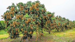 Growing and Harvesting Longan Thousands of Tons in My Village to Sell  Agriculture Technology [upl. by Isac]