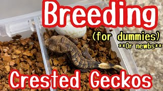 BREEDING CRESTED GECKOS for BEGINNERS or dummies [upl. by Ailugram120]