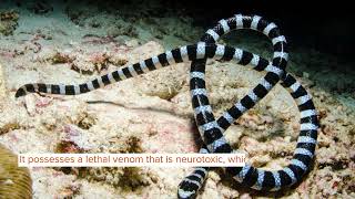 Did You Know Incredible Yellowlipped Sea Krait Facts [upl. by Aprilette]