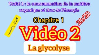 la Glycolyse  la consommation de la matière organique et flux de lénergie [upl. by Arebma894]