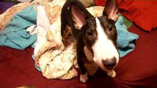 Bull Terrier Barking [upl. by Adnawed]