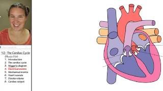 Cardiac cycle 4 Electrical events [upl. by Sihun334]