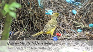 Yellowbreasted Bowerbird  Nest decor with blue plastic cap [upl. by Sorgalim523]